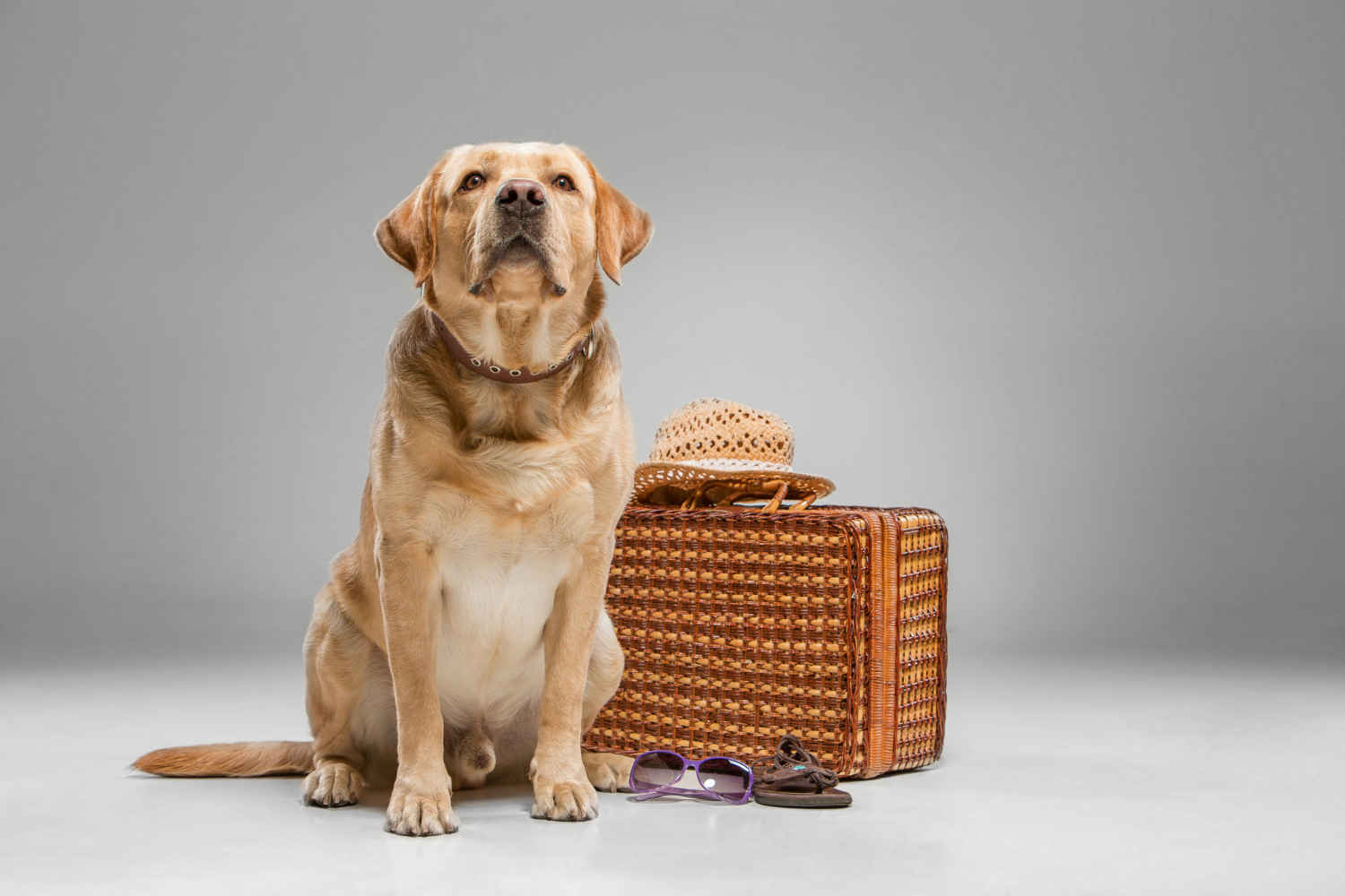 Mastering Dog Training: A Guide to Teaching Your Labrador Retriever Good Behavior Around Other Animals